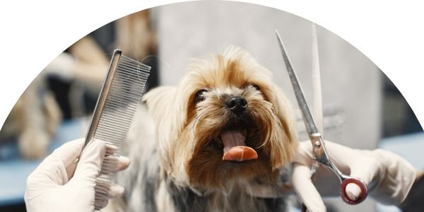 Picture of a dog with it's tongue hanging out. 