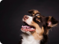 Best Raw Food For Dogs with Allergies, and Itchy Skin