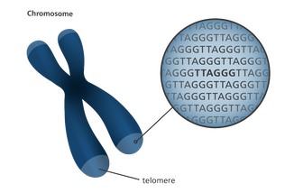 Image of DNA with the words chromosome and telomere with a circle showing a magnified view of the DNA.
