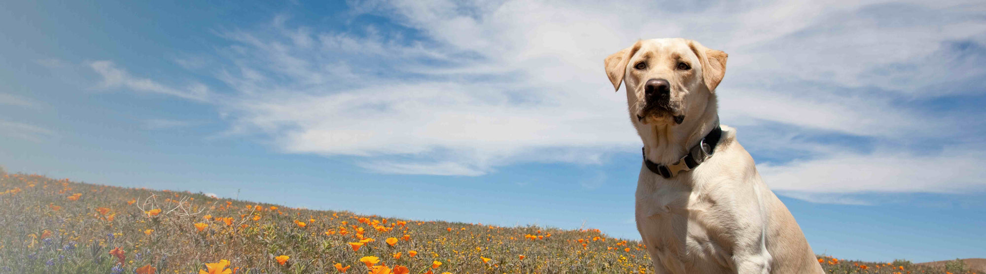 White lab in a field of flowers looking towards the camera.