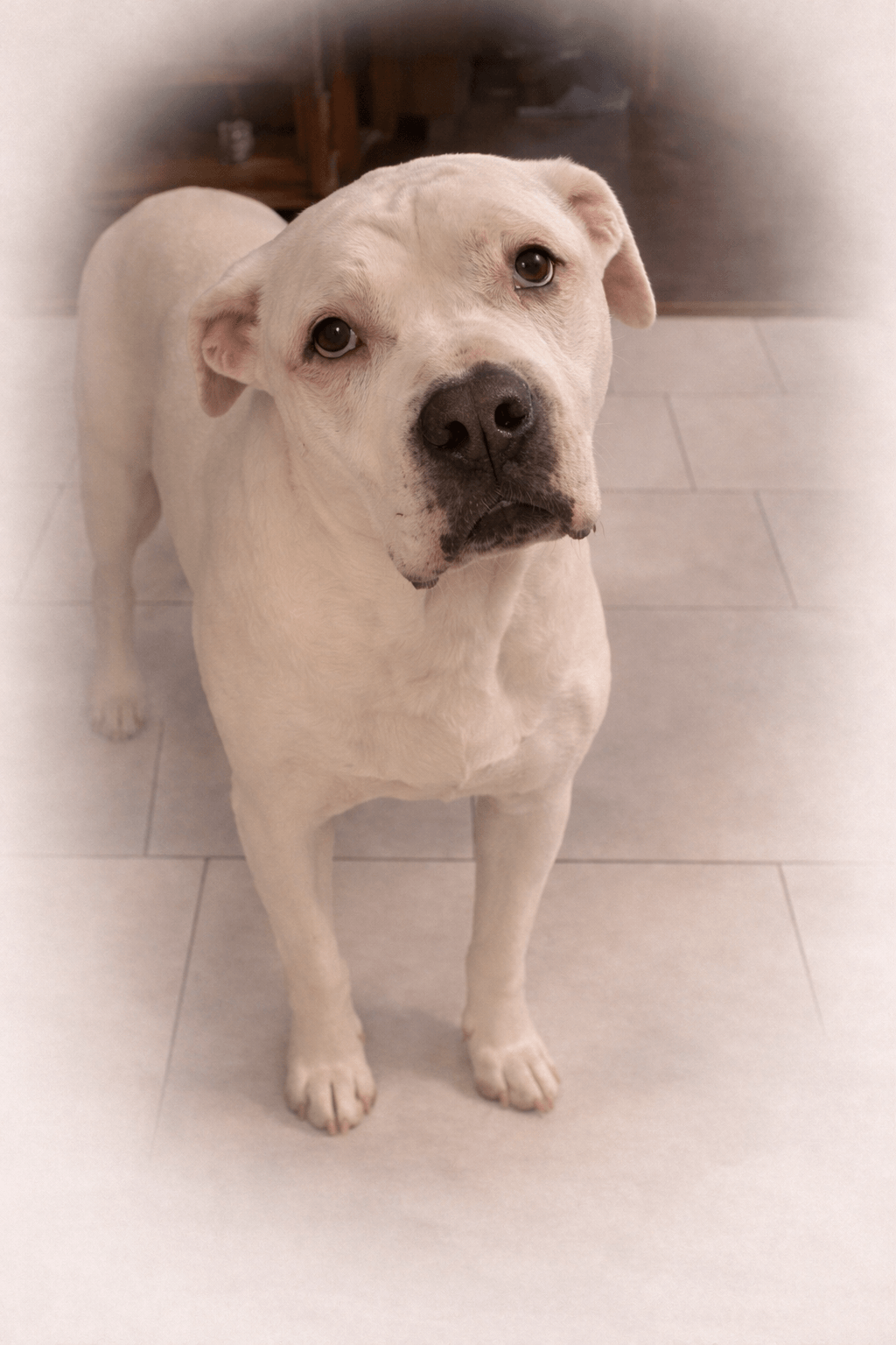 Bella the American Bulldog