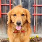 George