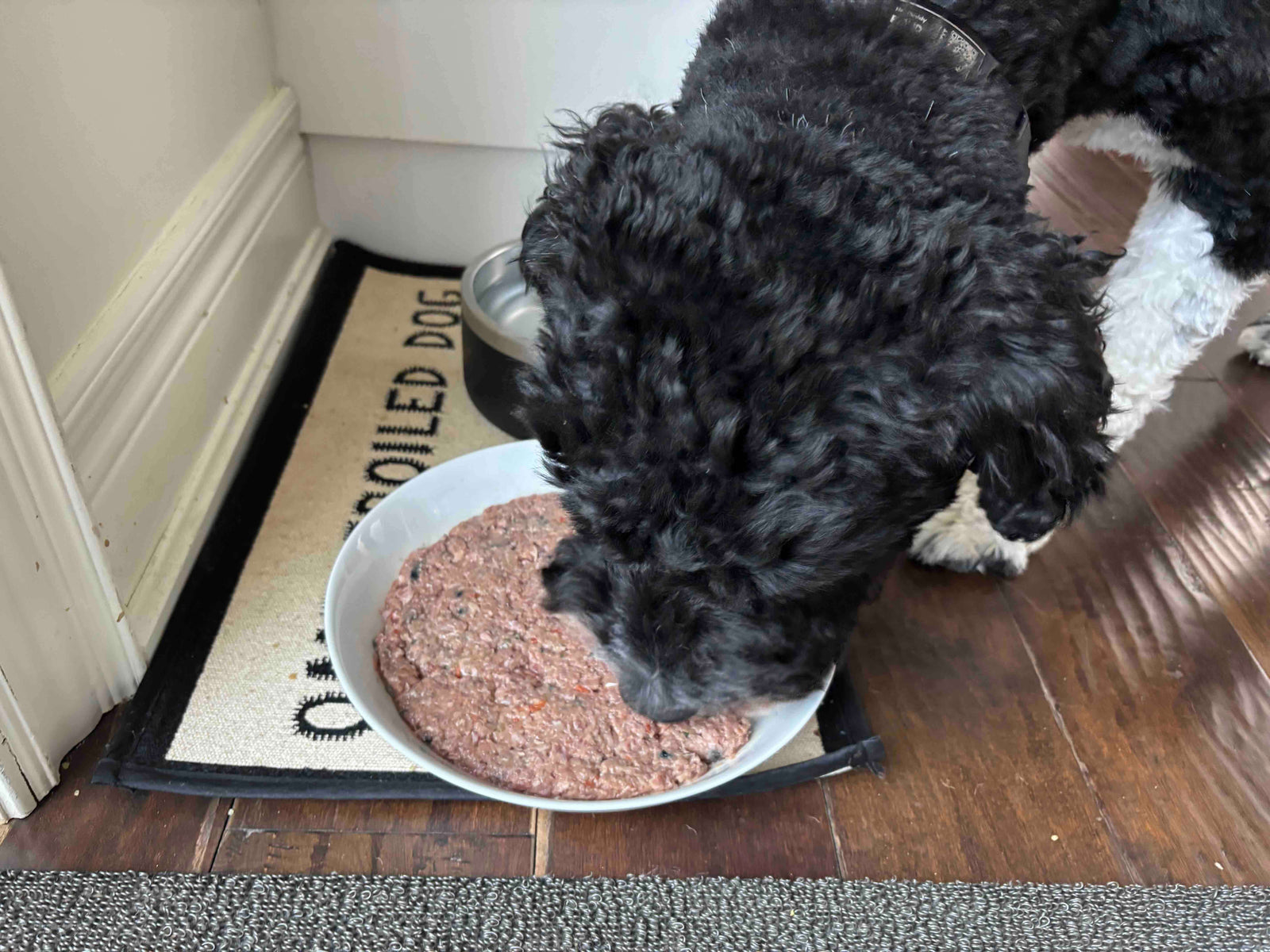 Premium Raw Dog Food Made with Real Ingredients