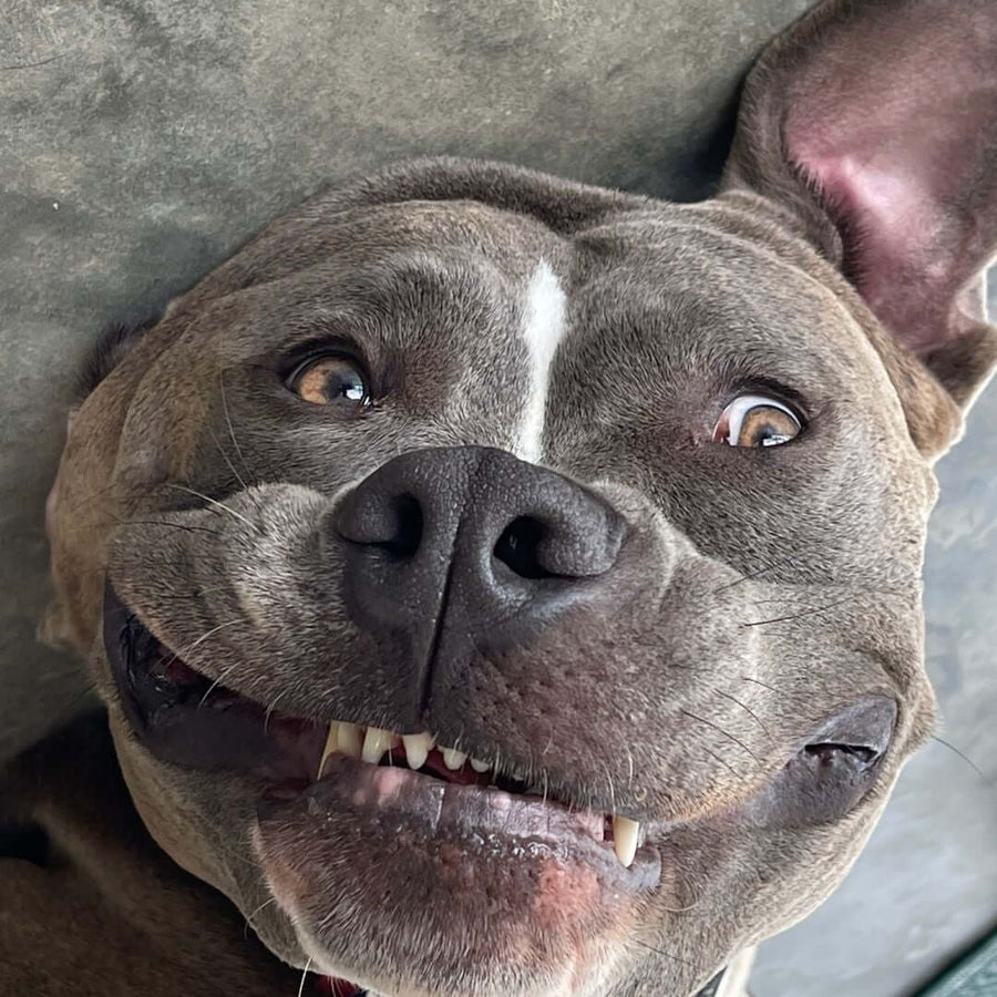 Kaia