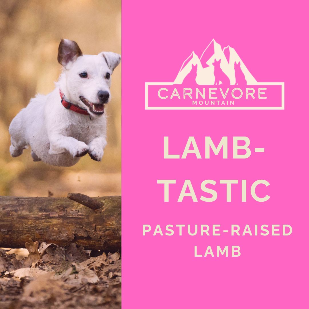 A playful dog jumping, promoting Raw Lamb Dog Food – Lamb-Tastic Recipe made with pasture-raised lamb.