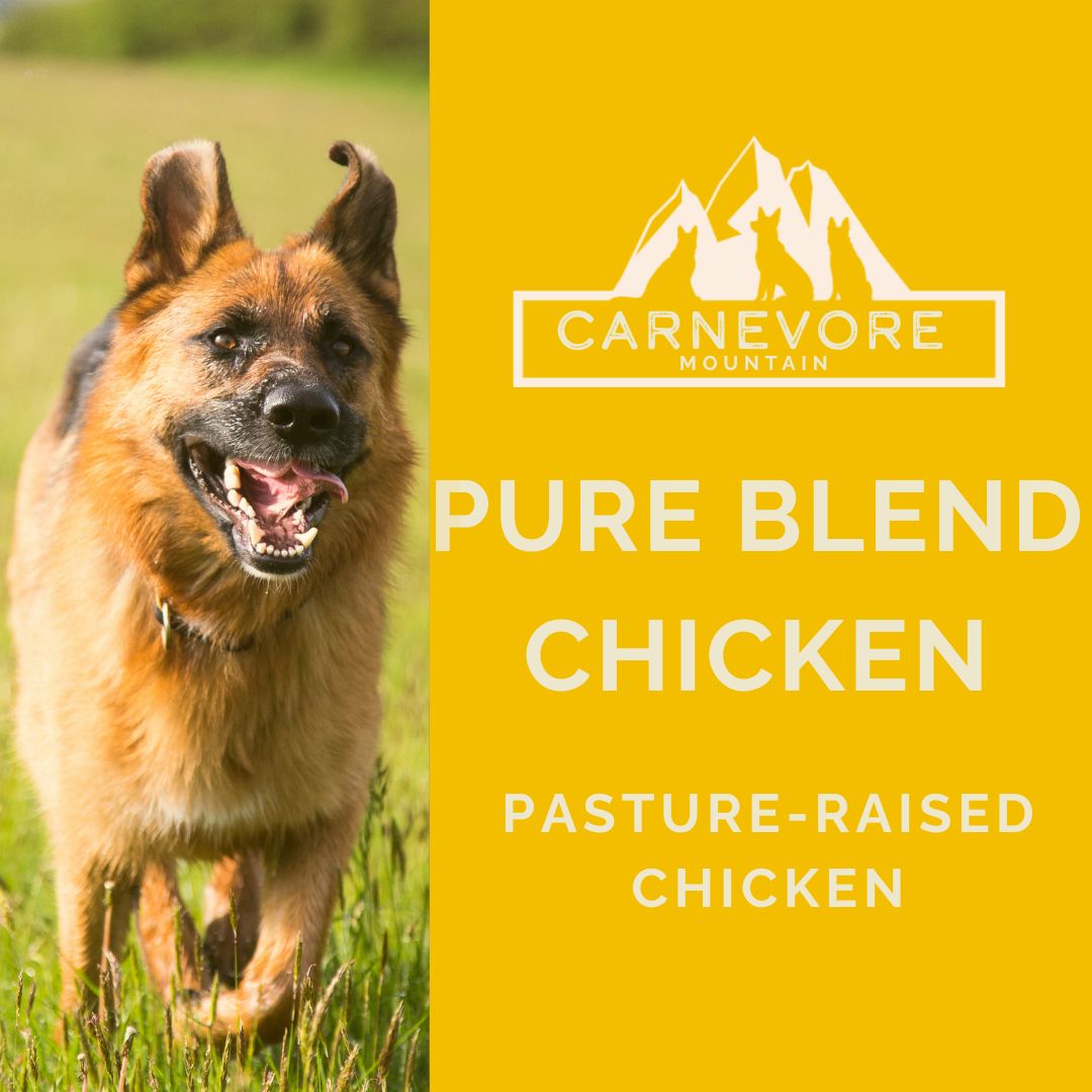 Happy dog running outdoors with Carnevore Mountain branding, featuring raw chicken dog food and pasture-raised chicken.
