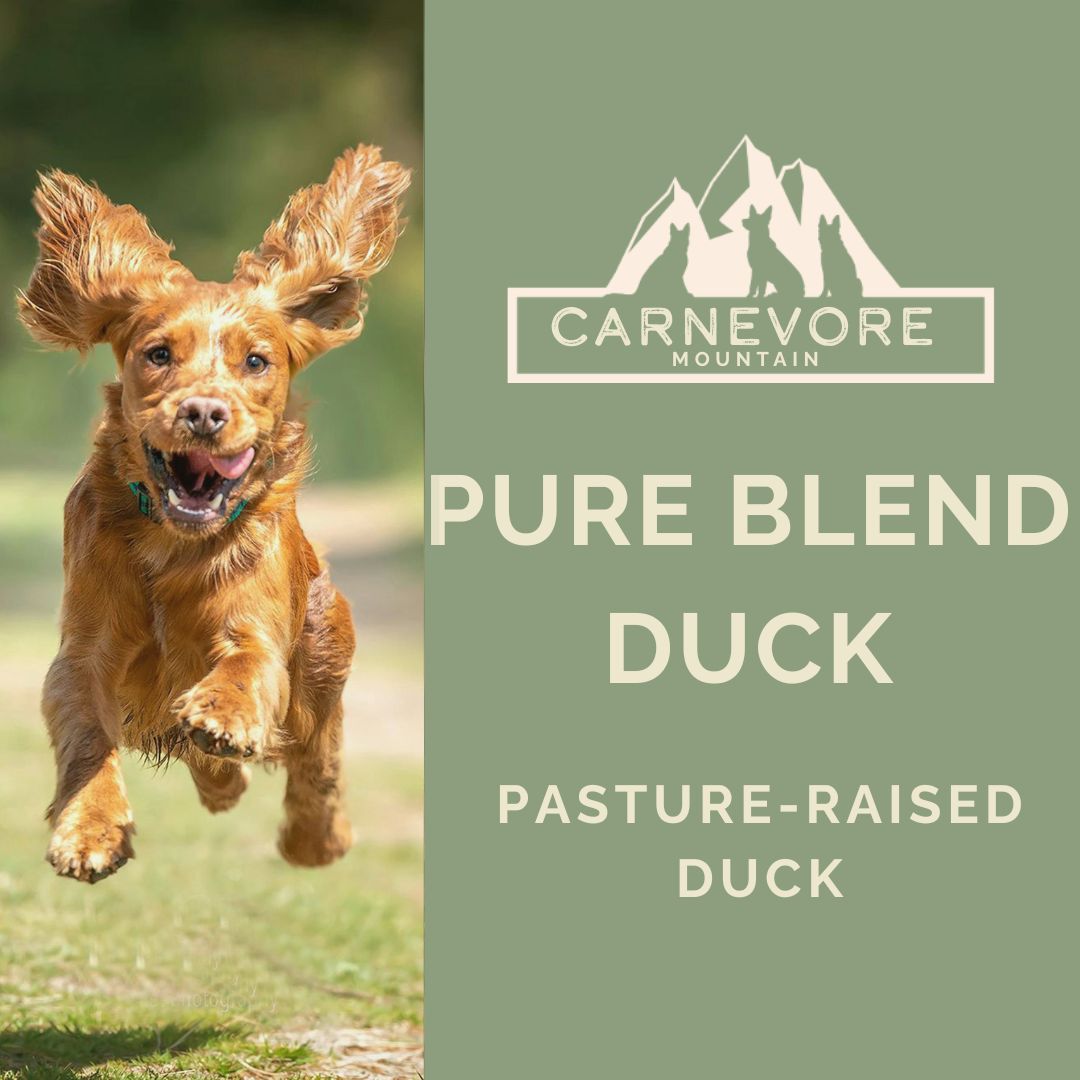 Happy dog running outdoors with text about Pure Duck Blend, promoting raw duck dog food.