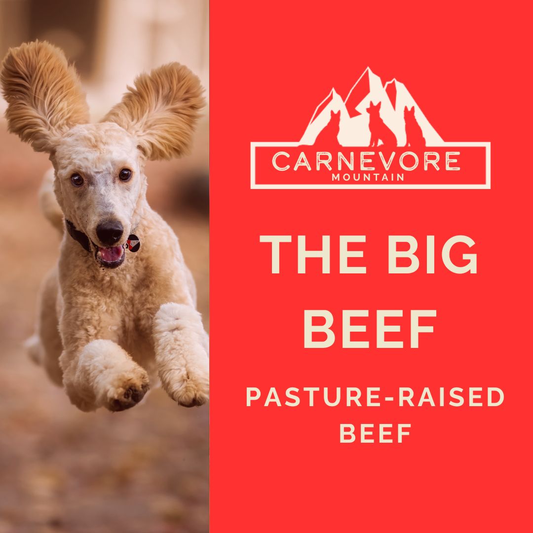 Raw beef dog food from Carnevore Mountain featuring a dog with pasture-raised beef.