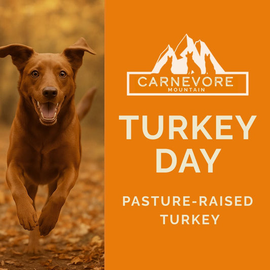 Happy dog promoting raw turkey dog food for Turkey Day with pasture-raised turkey focus.